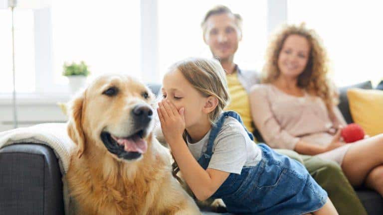 ley-proteccion-animales